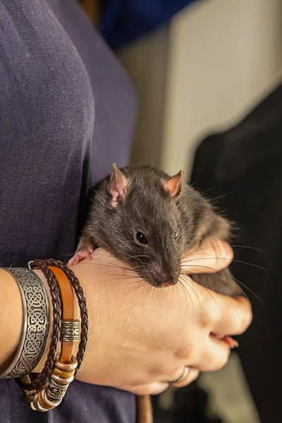 Ratas lindo retrato esponjoso en las manos inteligente hermoso hogar exótico animal —  Fotos de Stock