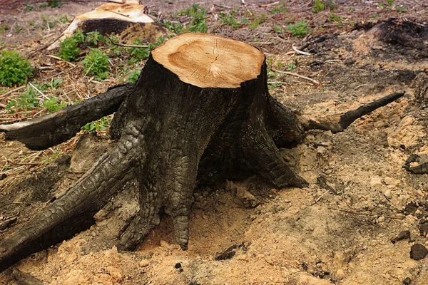 Stump wooden big burned glade forest background design logging — Stock Photo, Image
