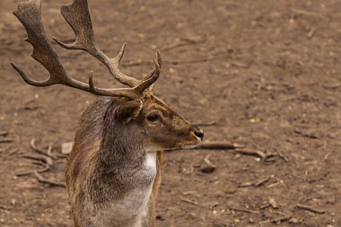 zemin arka planda yan kopyalama alanından geyik kahverengi dallı büyük boynuzları portre
