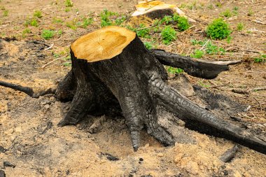 kütük büyük yanmış büyük kökleri orman paspas arka plan zemin kadar yakın