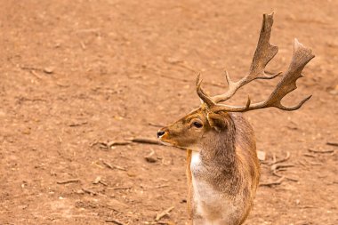 toprak kopyalama alanının arka planda genç geyik kahverengi büyük boynuzları