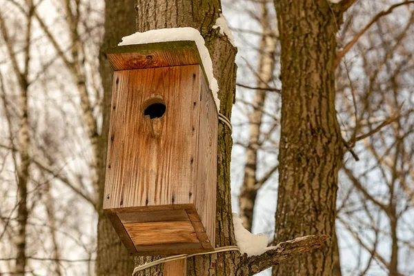 Caja de anidación árbol viejo de madera agrietado en invierno vertical foto base aves protección ayuda —  Fotos de Stock