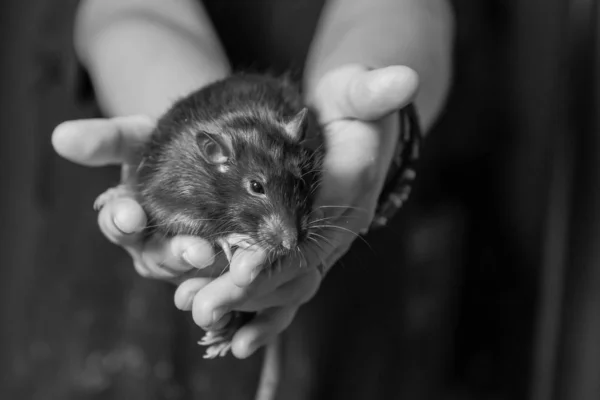 Lindo negro peludo rata en manos cerca de cámara primer plano diseño mascota —  Fotos de Stock