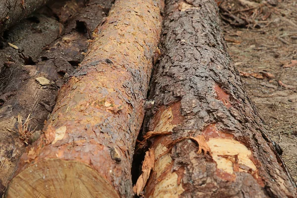 Pine trunk bark brown long log background logging close up — Stock Photo, Image