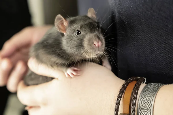 Rata gris joven retrato en manos mascota inteligente lindo curioso —  Fotos de Stock