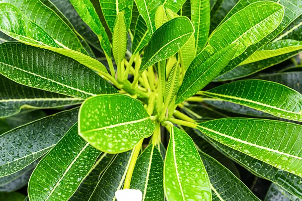 Cespuglio verde sempreverde foglie di alloro utilizzate per cucinare sfondo — Foto Stock