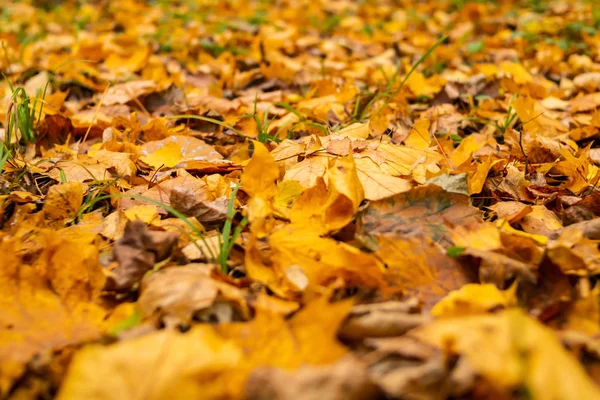 Jesienią tła pozostawia upadłego projektu sezonowe obejmuje ziemię parku — Zdjęcie stockowe