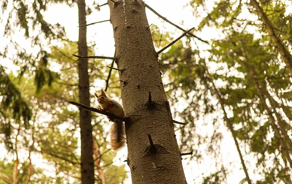 Ardilla peluda se sienta alto en una rama de pino mirando hacia abajo — Foto de Stock