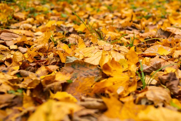 Le foglie cadute in autunno giacciono a terra. Sfondo stagionale. Foglie gialle a terra. Design autunnale . — Foto Stock