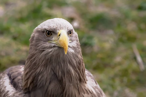 Eagle portrait fearsome bird hunter brown yellow beak close up — Stock Photo, Image