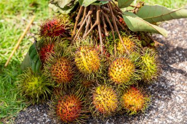 yaprakları ile rambutan şube tropikal meyve hasat güneşli bir öğleden sonra yerde duruyor