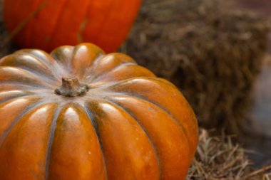 saman olgun nervürlü hasat çiftliği nde portakal kabak yakın