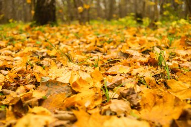 arka plan sonbahar çok düşmüş akçaağaç zemin parlak tasarım üzerinde sarı yalan yaprakları