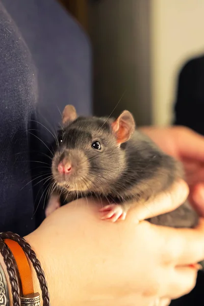 Roztomilej šedivý tupý potkan v rukách, chytrých vertikálních fotek — Stock fotografie
