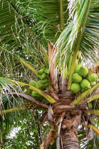 녹색 코코넛은 아시아의 열대 식물을 닫는 야자수에 성장 — 스톡 사진