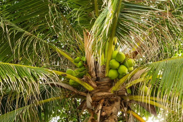 Пальма сверху много листьев с зелеными кокосами тропический узор — стоковое фото