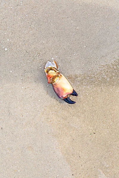 torn brown crab small paw lying on the sand tropical animals