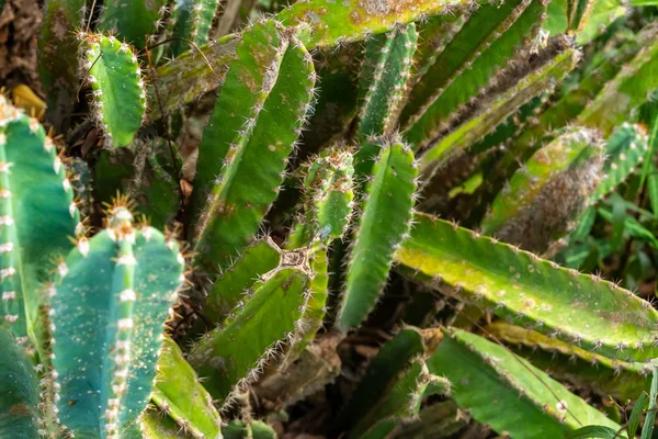 Snår av stora och gröna kaktusar bakgrund tropisk växt närbild — Stockfoto