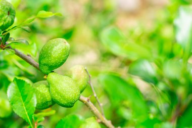 kopya alanı ile bir ağaç dalı üzerinde büyüyen yeşil olgunlaşmamış armut çifti