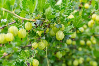 yeşil ve olgunlaşmamış bektaşi üzümü çilek büyük ve kabarık çalı bahçe arka plan