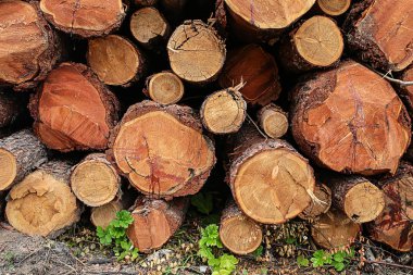 gövde yakın arka plan kereste yığını yığılmış günlükleri