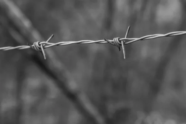 Iron and old barbed wire stretched against a blurred forest background toned photo — Stock Photo, Image