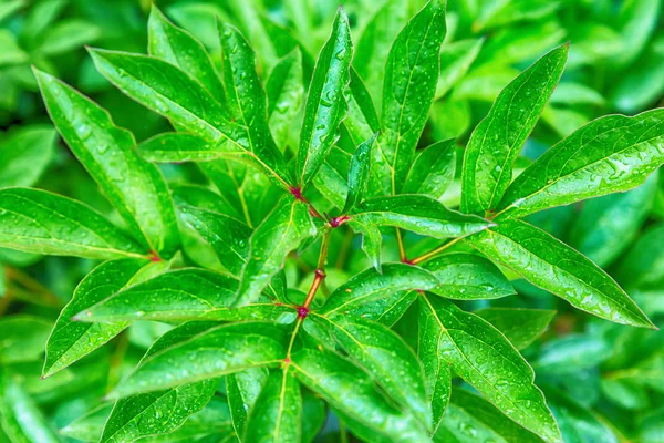 Cespuglio con foglie verde chiaro. sfondo di design vegetativo, primavera e luminoso — Foto Stock