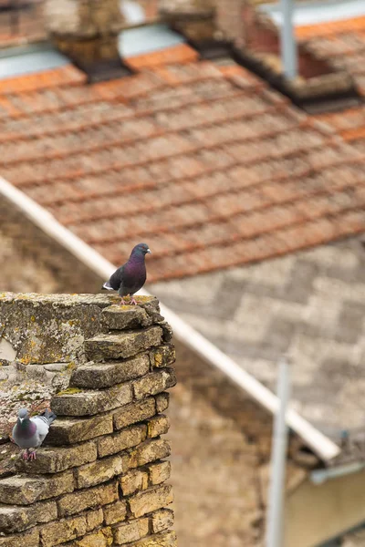 Голуби сидят на углу старой каменной стены, покрытой плесенью на размытом фоне крыши европейского города — стоковое фото