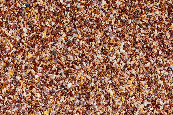 배경 해변 어둡게 갈색 쉘 을 아래로 당겨 많은 파편 기초 열대 — 스톡 사진