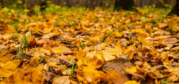 Fogliame giallo arancione caduto lotto coprire il terreno primo piano autunno sfondo — Foto Stock