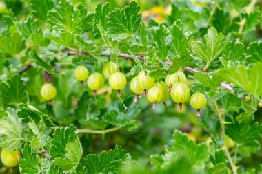 Açık şube ile Bektaşi üzümü çilek ile kaplı arka plan meyve yaprakları