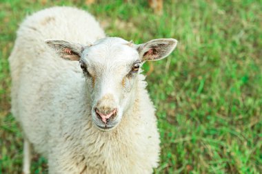 beyaz koyun büyük kulakları ile yeşil çim kamera bakarak ayakta