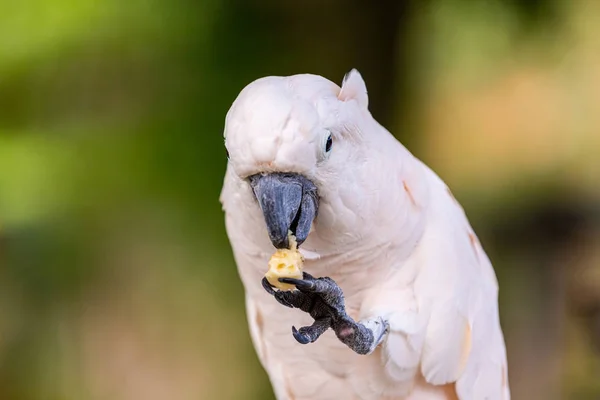 Beautiful white cockatoo sitting and eating, holding in its paw fruit on a blurred background — Stock Photo, Image