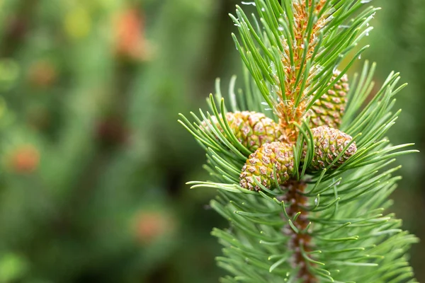 Cedar koner är gröna på en fluffig gren med kopia utrymme flora design basis — Stockfoto