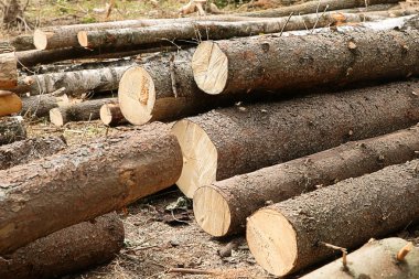 zemin arka planda kahverengi kabuğu ile kereste birçok çam günlükleri yalan