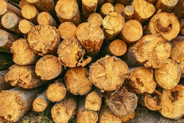 Desen katlanmış ağaç gövdeleri arka plan Sawmill, gövde sonu — Stok fotoğraf