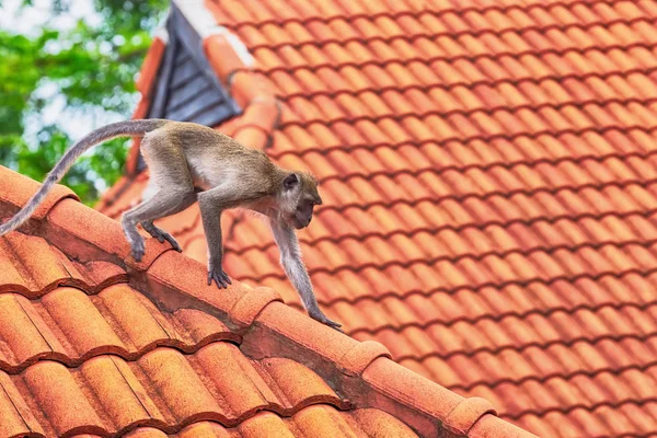 若い灰色のマカクは、食べ物を探してタイル張りの赤い屋根の端の周りを登る — ストック写真