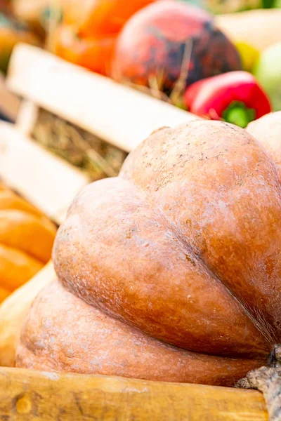 big orange pumpkin ribbed part big vegetable part on blurred vegetables background