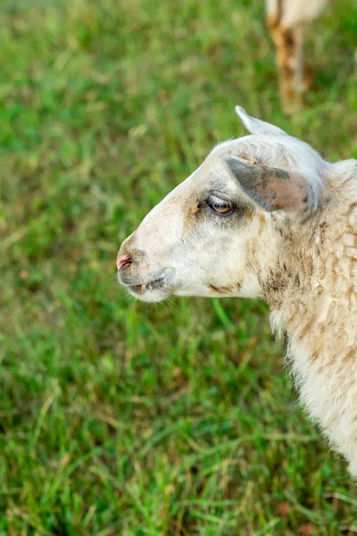 Retrato de ovejas jóvenes sobre un fondo de campo verde foto vertical de cerca — Foto de Stock