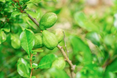 Yapraklı armut ağacı ve yeşil ve olgunlaşmamış meyveler yakın.