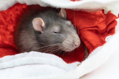 sevimli yerli fare karakteri 2020 yakından sakin ve sakin görünüyor.