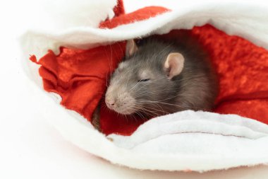 Gri sıçan dinleniyor ve kırmızı Noel Baba şapkası takıyor.