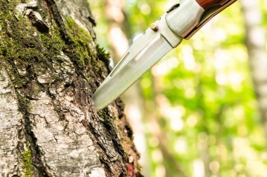 Keskin bir katlama bıçağı, ormanın bulanık arka planında bir huş ağacının gövdesine saplanmış.