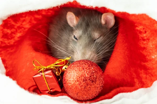 Fluffy Gray Rats Symbol Year 2020 Sits Santa Hat Gifts — Stock Photo, Image