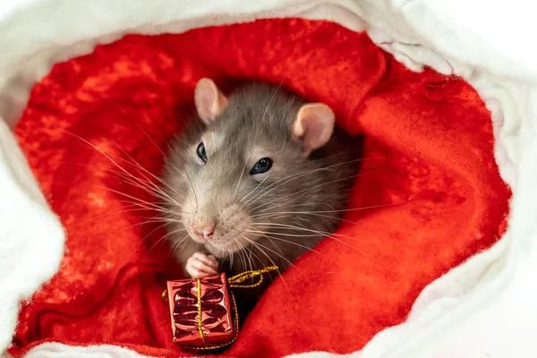 Sly Rat Big Eyes Sitting Giftbox Looking Camera Close — Stock Photo, Image