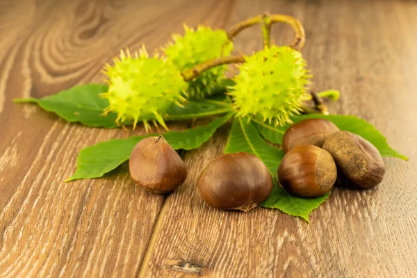 Herbst Muster Von Verschiedenen Kastanien Grünen Und Braunen Früchten Auf — Stockfoto