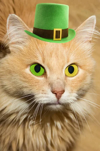 Patrick Day Red Cat Colorful Bright Eyes Emerald Green Yellow — Stock Photo, Image