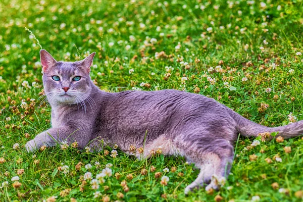 Big Gray Abyssin Cat Bright Emerald Eyes Lying Green Meadow — Stock Photo, Image