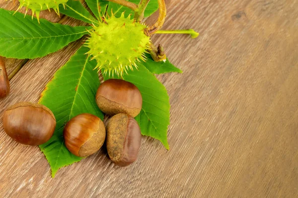 Geschälte Braune Kastanien Liegen Auf Einem Grünen Blatt Und Stacheln — Stockfoto