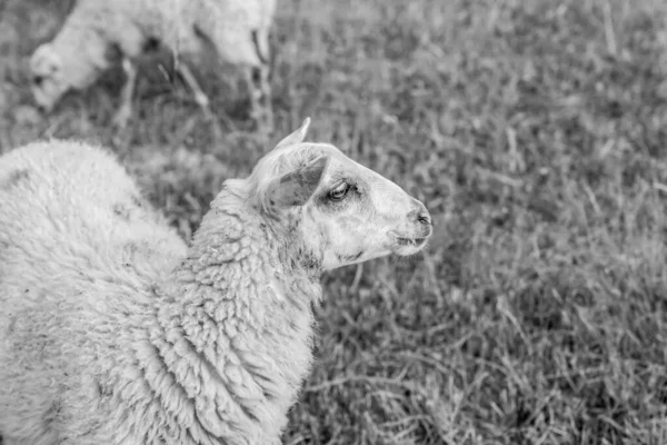 Młoda Piękna Owca Wypasu Łące Letnie Popołudnie Miejsca Skopiować Szare — Zdjęcie stockowe